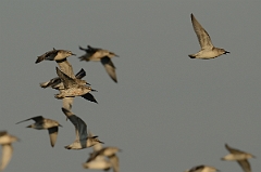 David Plant Photography - Wildlife Photography - Knot - Q